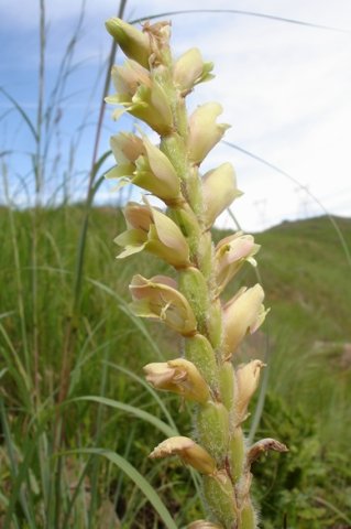 Gladiolus sericeovillosus subsp. sericeovillosus spike